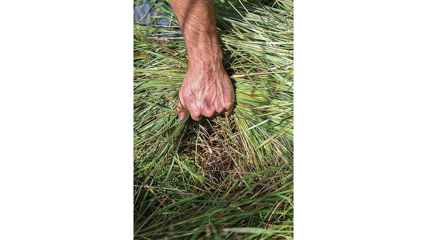 Close-up of a hand gathering tall green grass in a natural outdoor setting.
