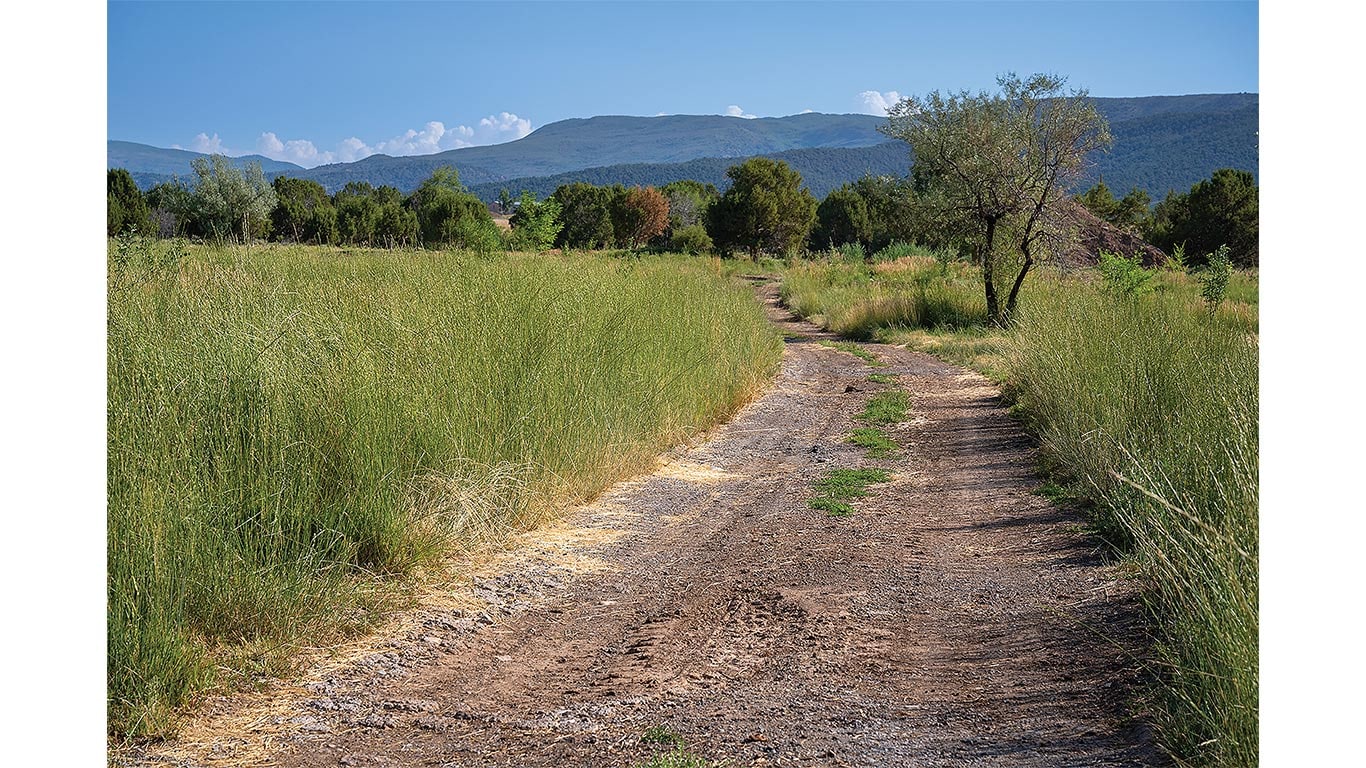 Dirt path winding through tall grass with trees and mountains in the distance.