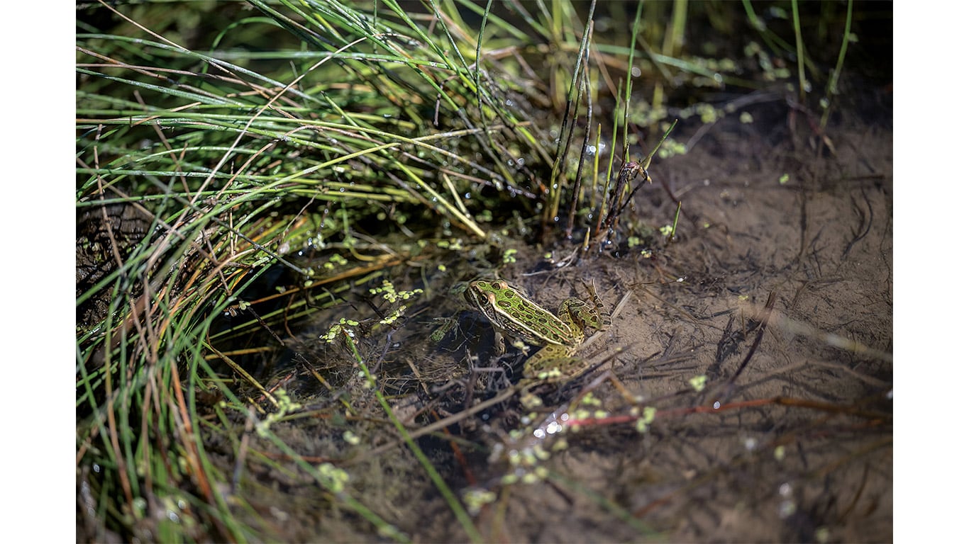 Frog resting in shallow water beside marsh grasses and wetland vegetation.