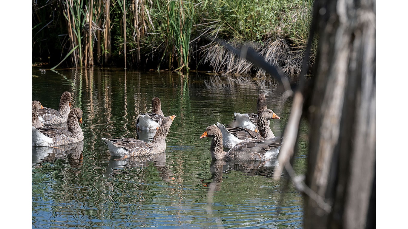 Group of geese swimming in a pond bordered by reeds and wetland vegetation.