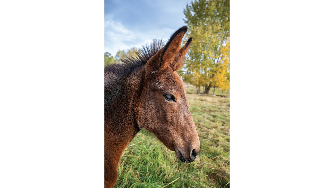 Close-up of a mule standing in a grassy pasture with trees in the background.