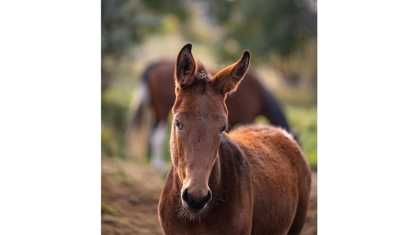 Close-up of a young mule standing in a pasture with another equine behind.