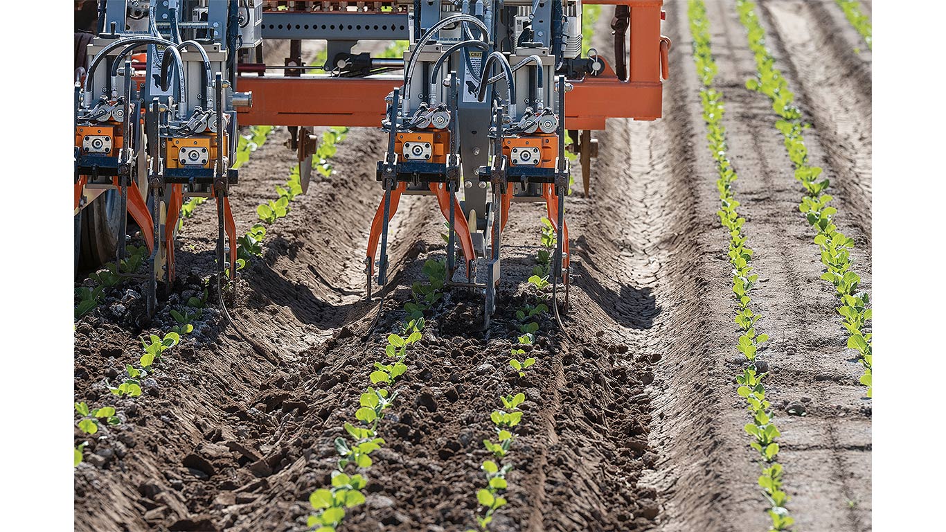 Precision cultivation equipment working between rows of young crops in a cultivated field.