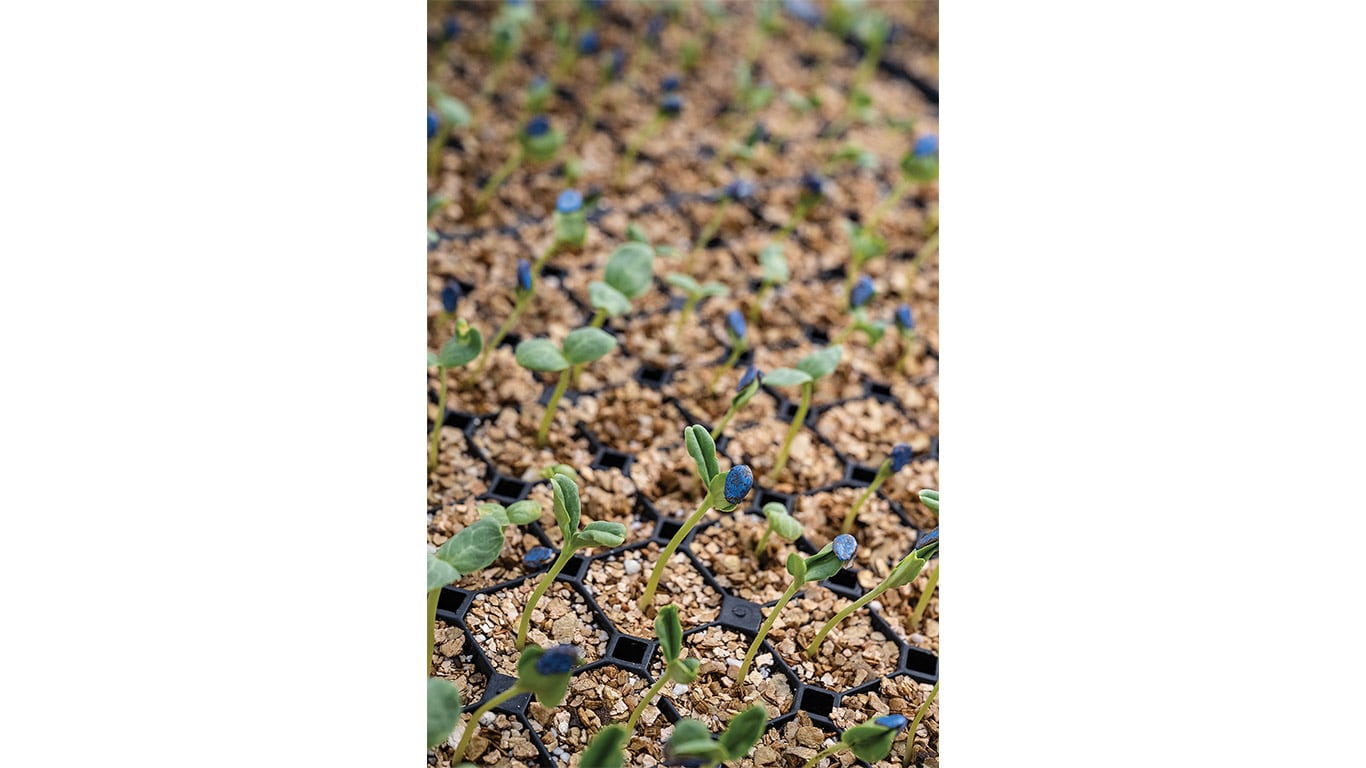 Young seedlings emerging from growing trays with blue-coated seed husks still attached.