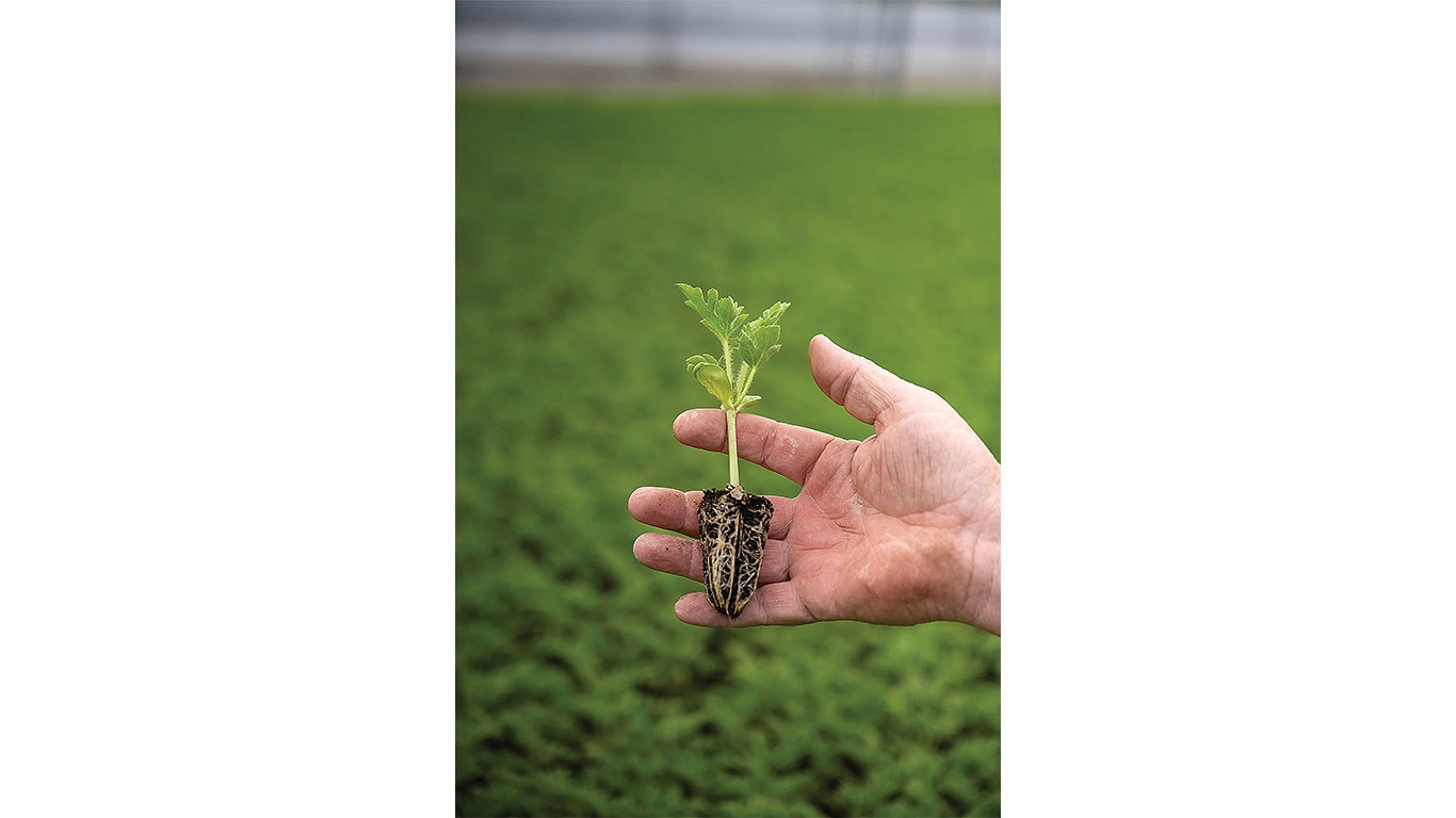 Hand holding a young seedling with exposed roots above a greenhouse crop bed.
