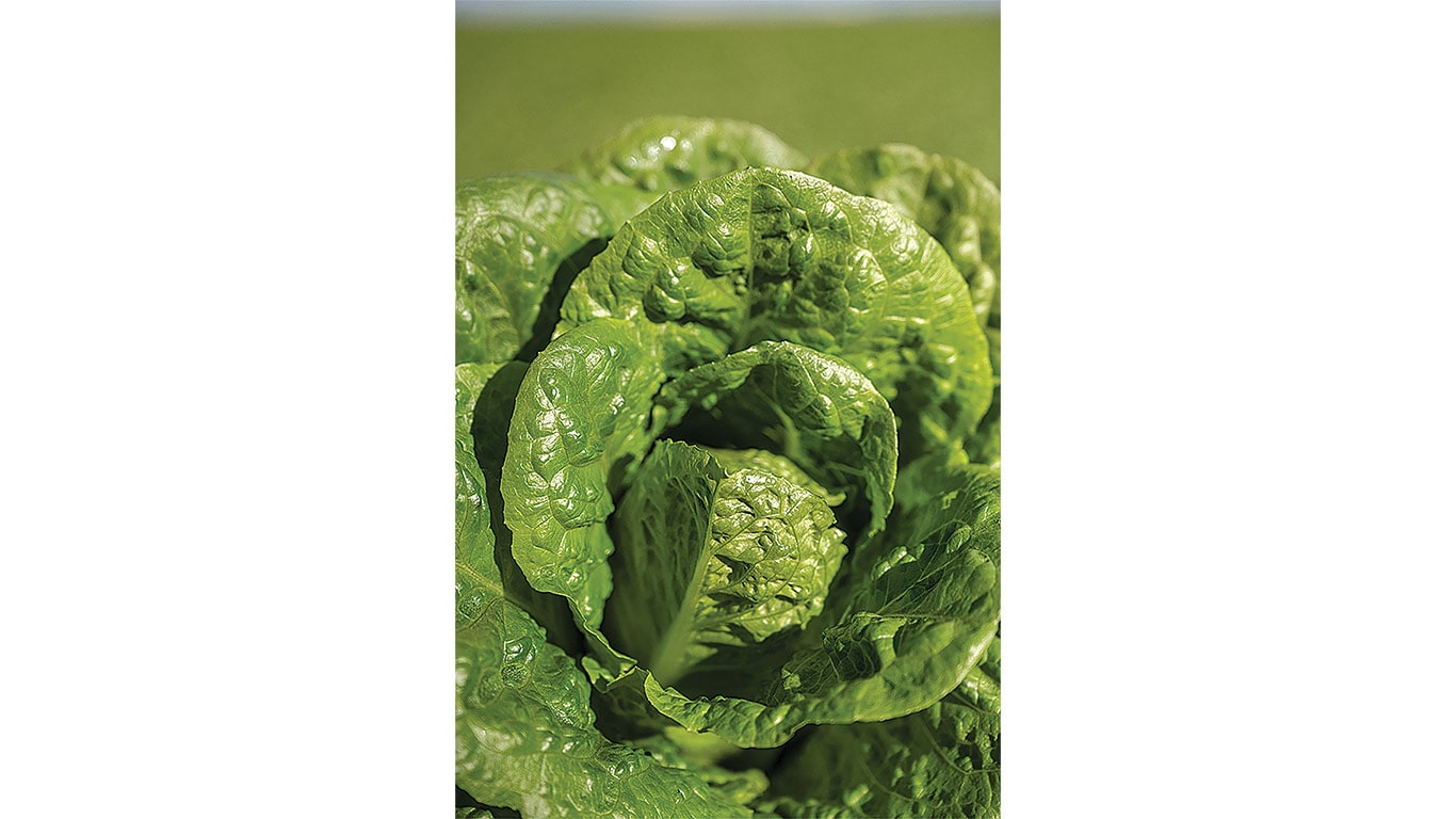 Close-up of a mature romaine lettuce head growing in a cultivated field.
