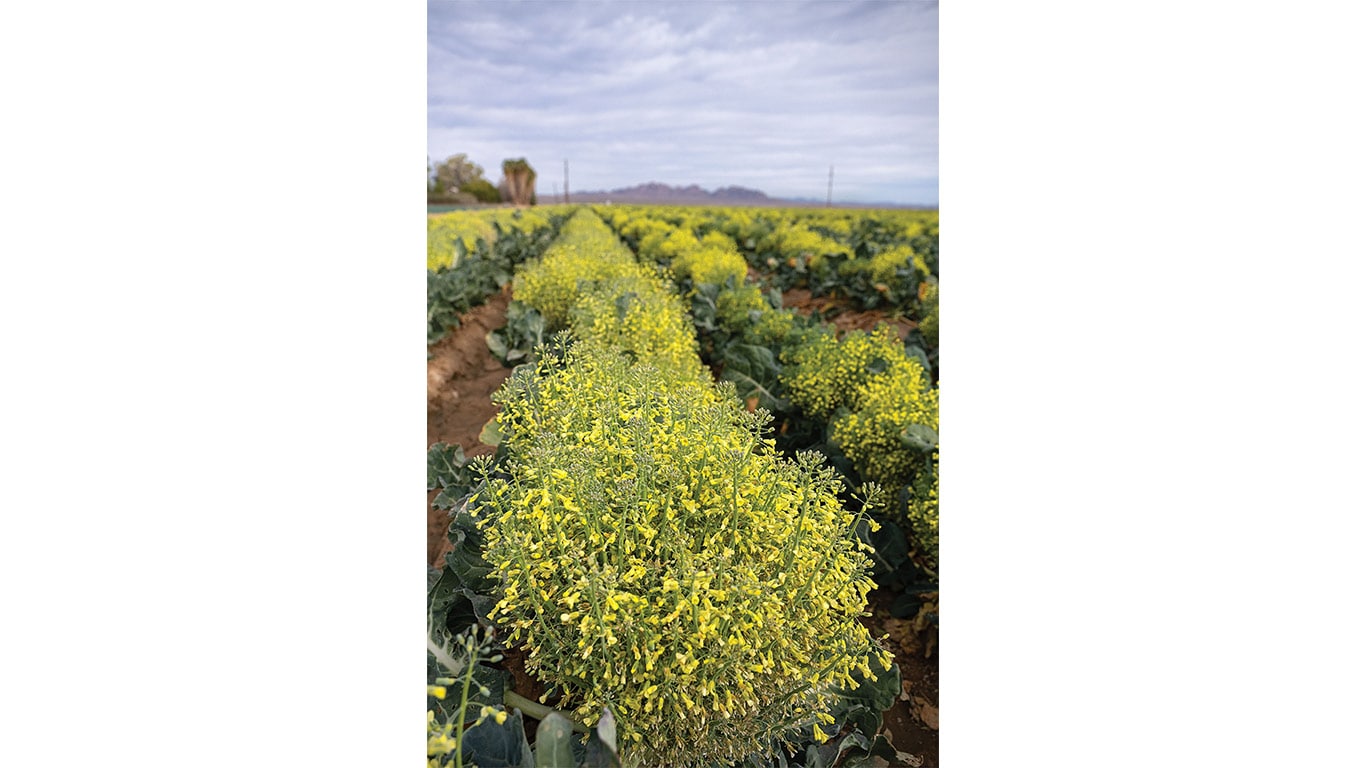 Rows of flowering brassica plants growing in a field beneath an overcast sky.