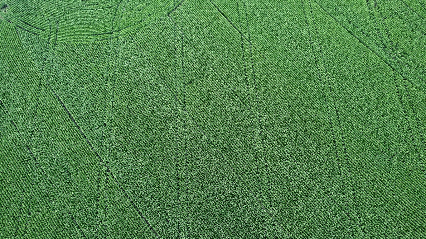Top view of a field of crops with paths intersecting each other.