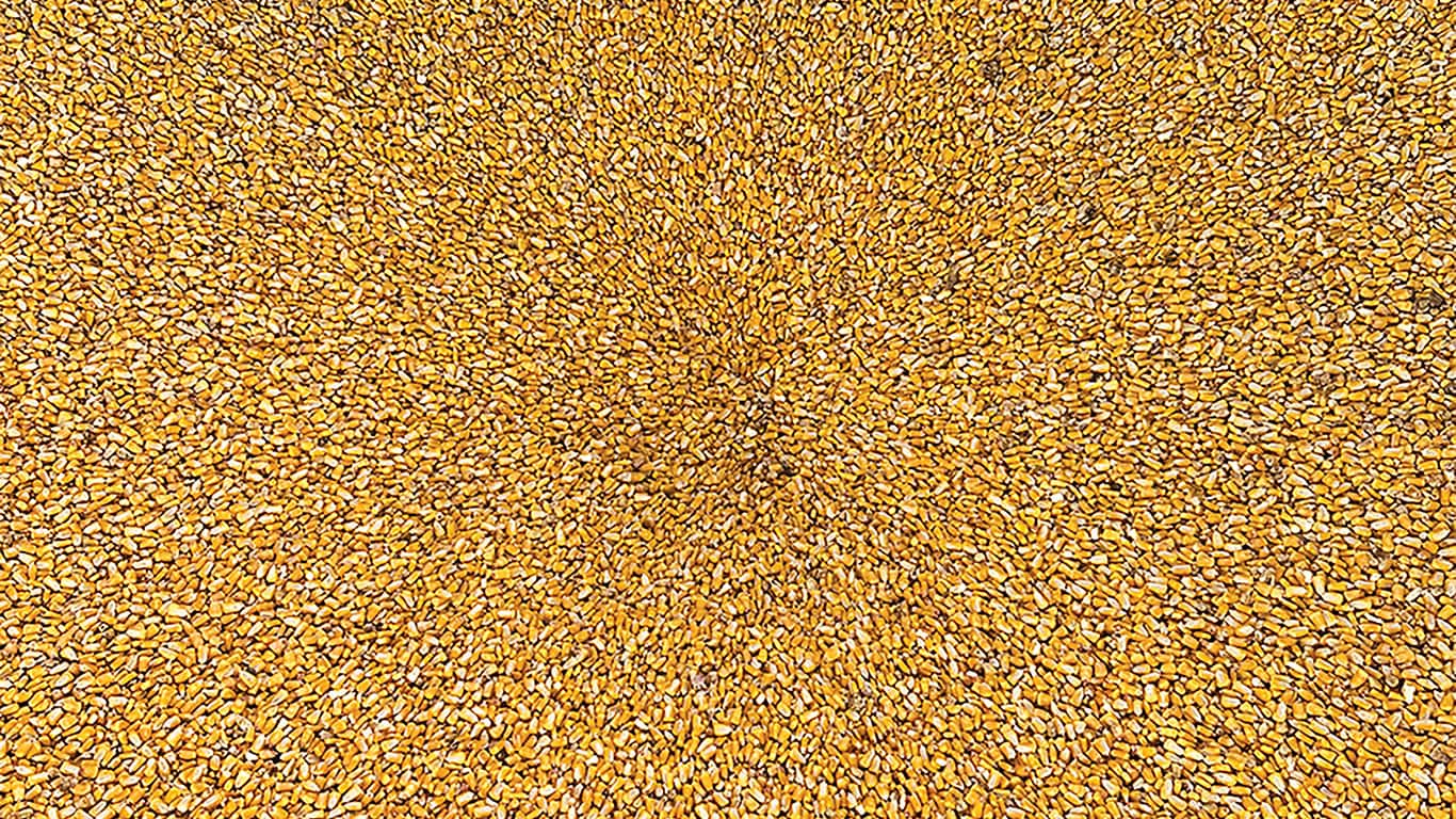 Large amount of yellow and brown kernels
