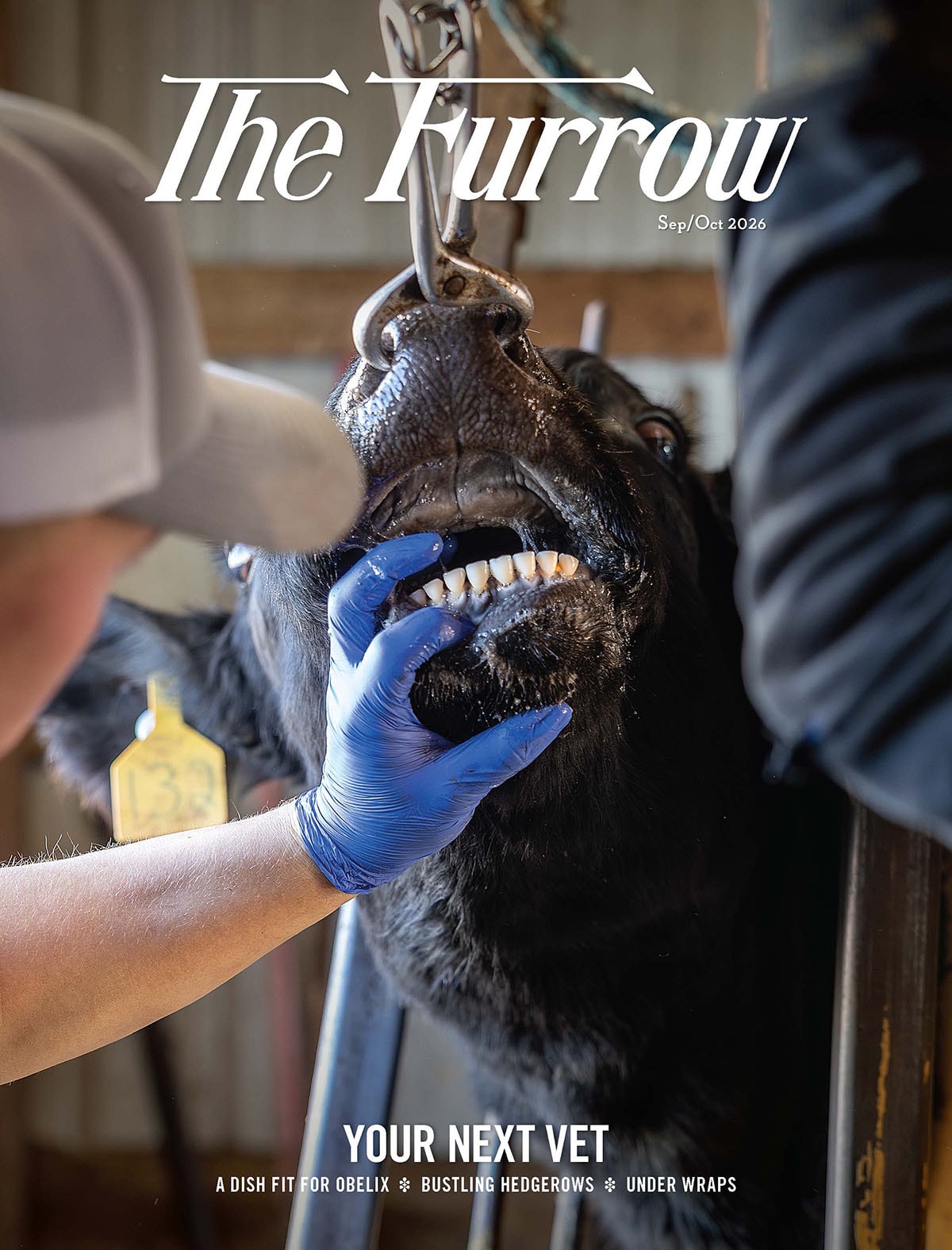 Person inspecting cows teeth to check for age.