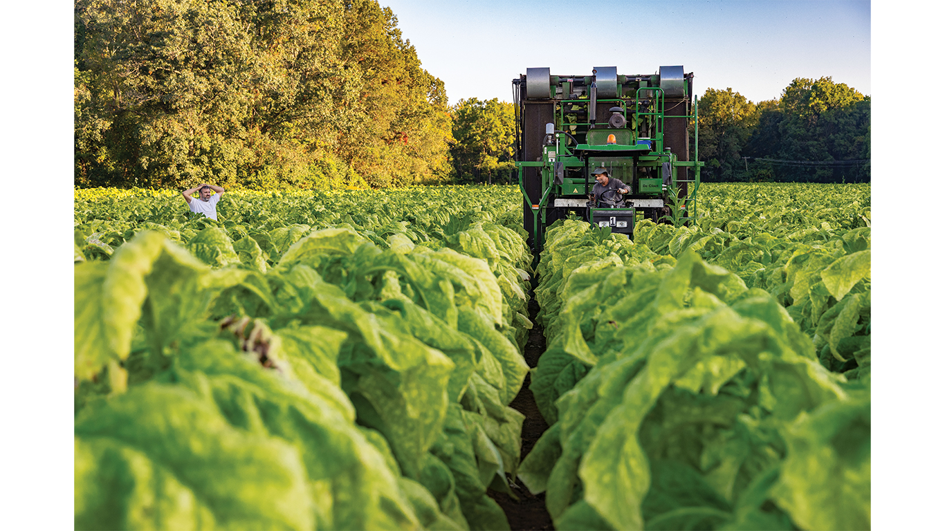 Harvester moving through a field of tobacco.