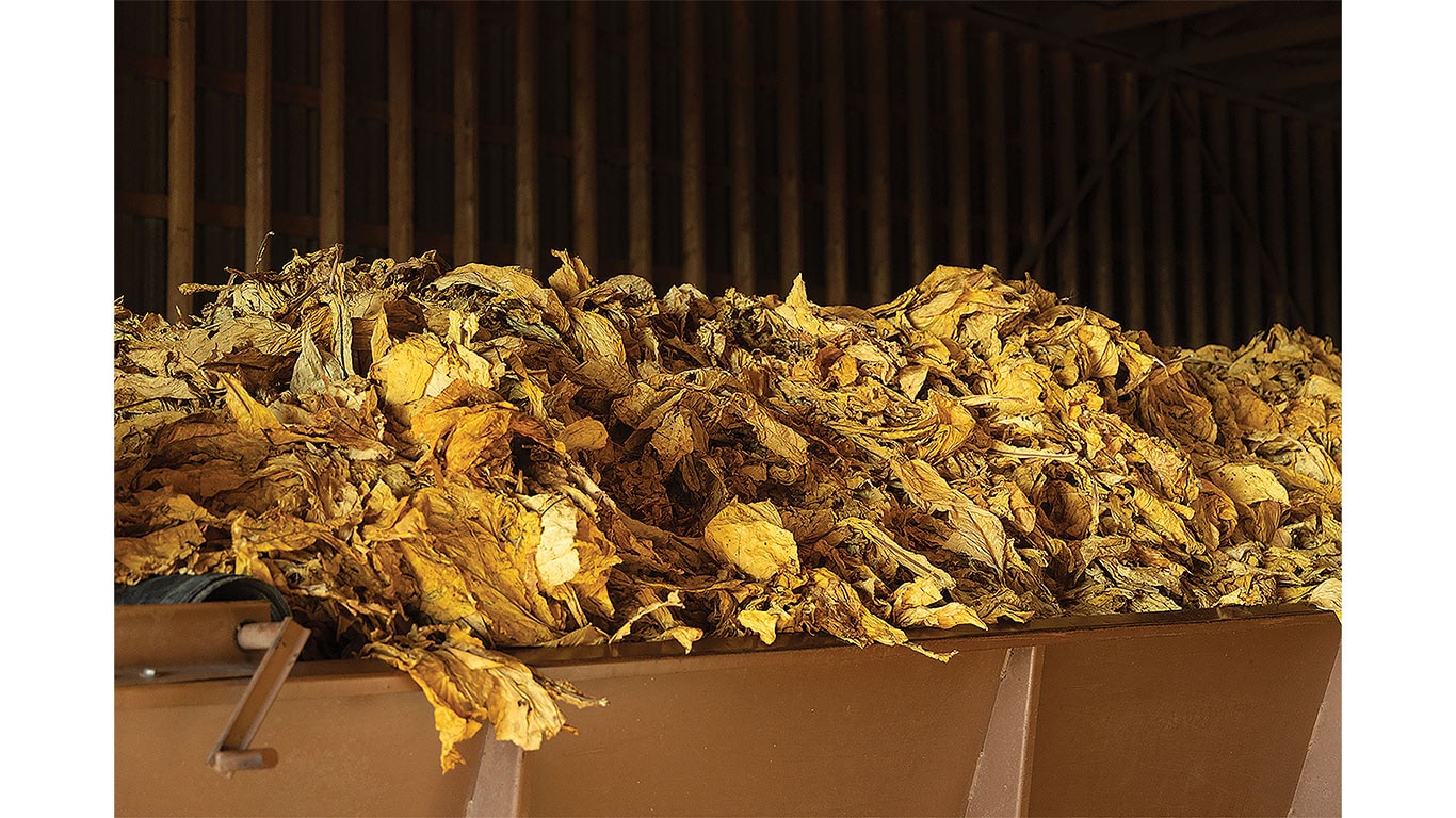 Dried tobacco leaves piled inside a barn during the curing process.