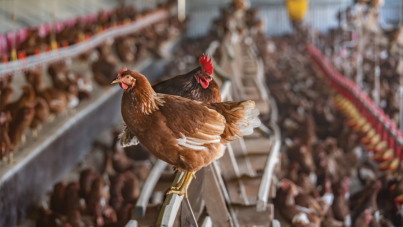 Two hens standing on railing with other hens out of focus behind them