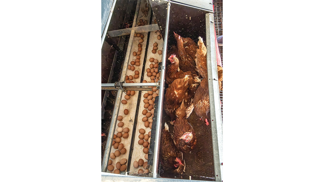 Brown hens beside a conveyor system carrying freshly laid eggs.