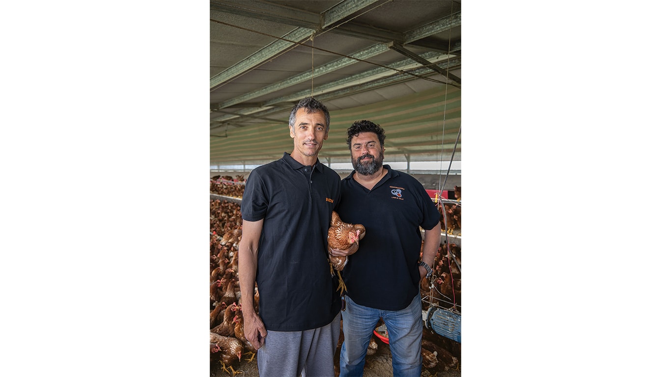 Two poultry farmers stand in a hen house, with one holding a brown laying hen.