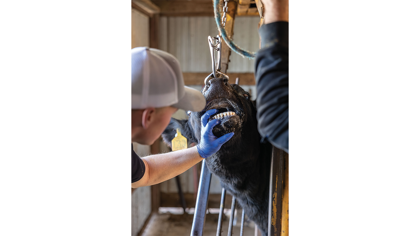 Person inspecting cows teeth to check for age.