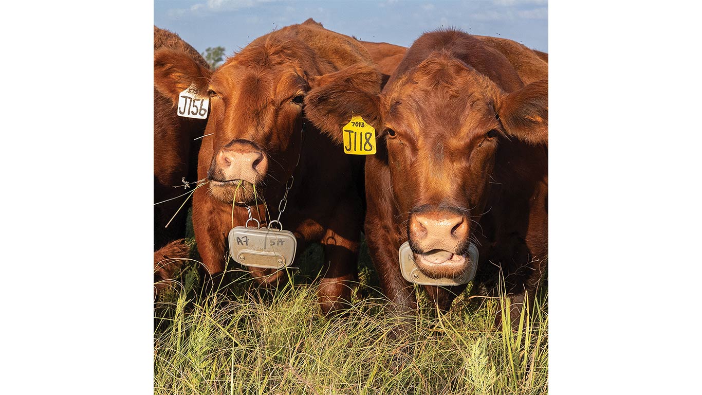Two brown cattle standing in tall grass, each wearing ear tags and grazing in a sunny pasture.
