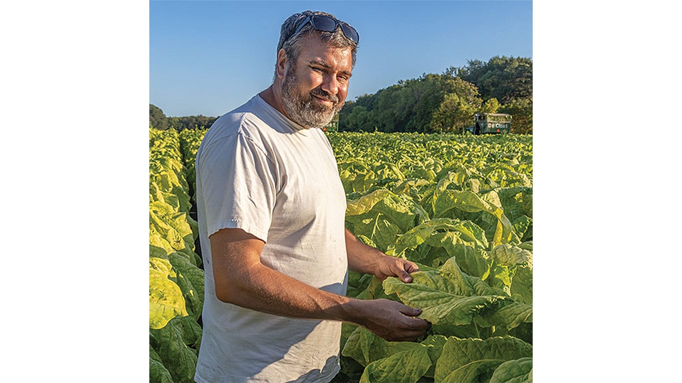 A farmer stands in a lush tobacco field, holding large green tobacco leaves during the growing season.