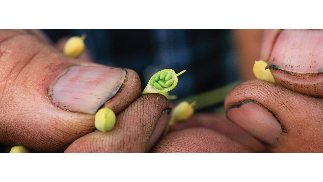 Close-up of hands carefully holding a small green seedling during early plant growth.