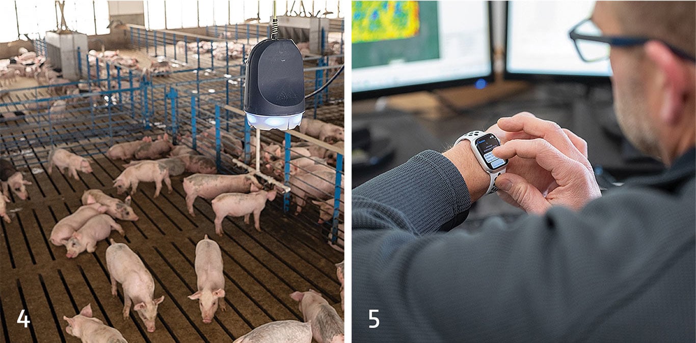 A group of piglets moves across a slatted barn floor beneath a monitoring device. A person checks a smartwatch while working at a computer station.