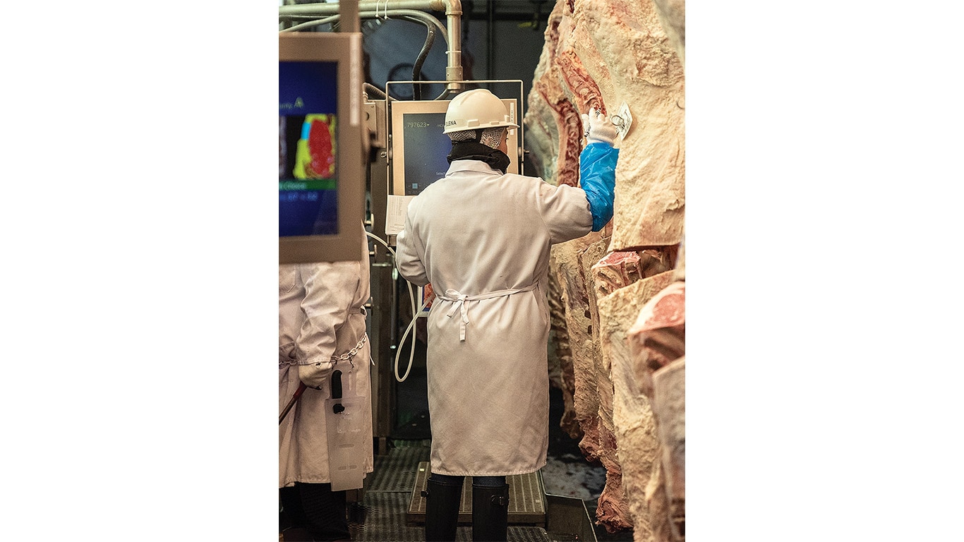 Meat inspector inspecting sides of beef with computer screens on boom arms.