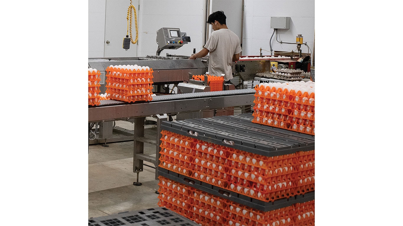 Worker operating egg processing equipment surrounded by stacks of egg trays.