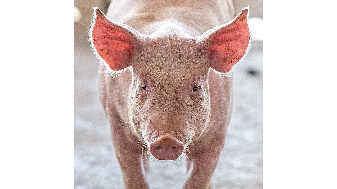 A pink pig standing on a concrete surface, facing forward with ears perked up.