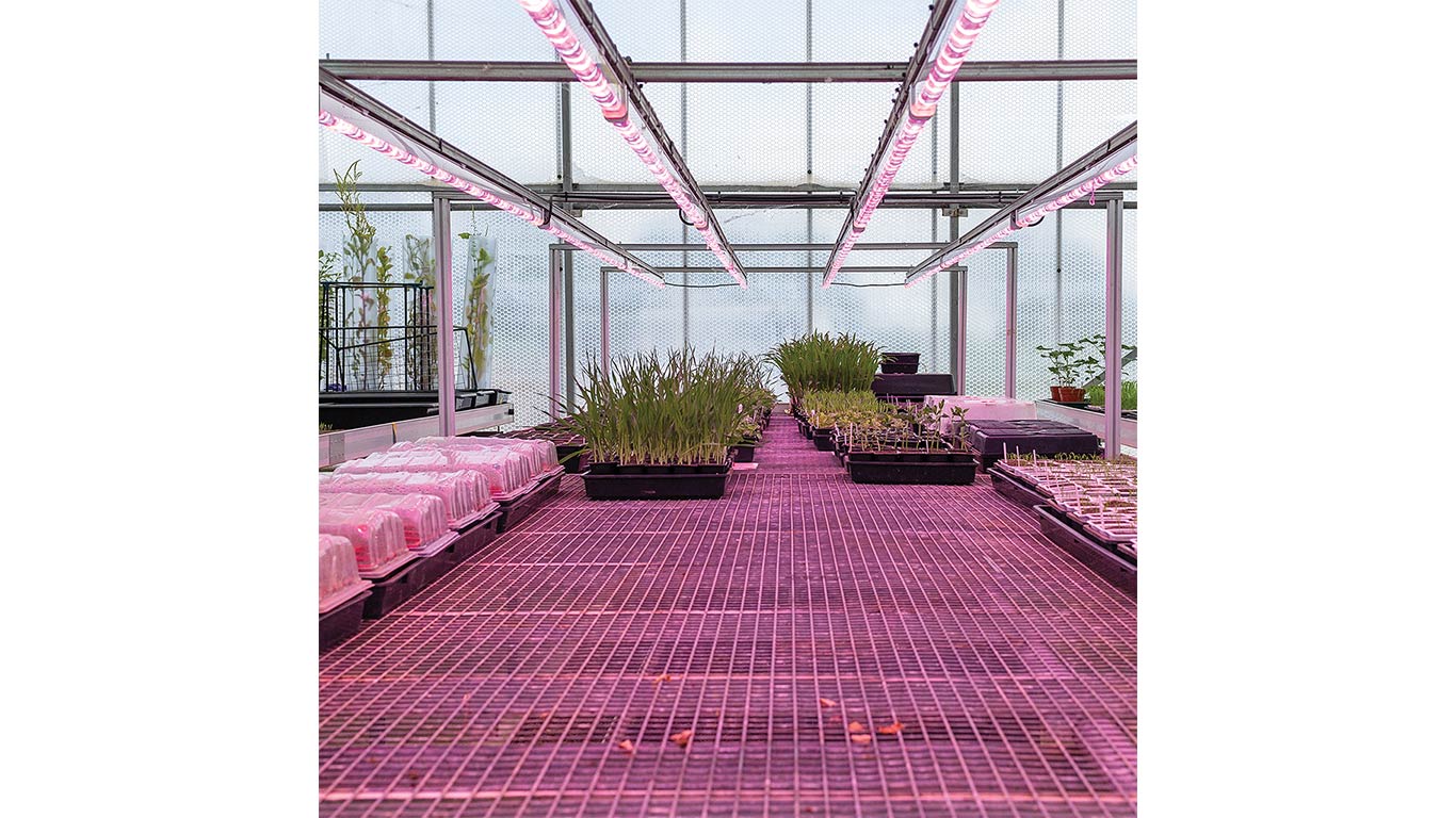 Greenhouse trays of young plants growing under overhead pink LED grow lights.