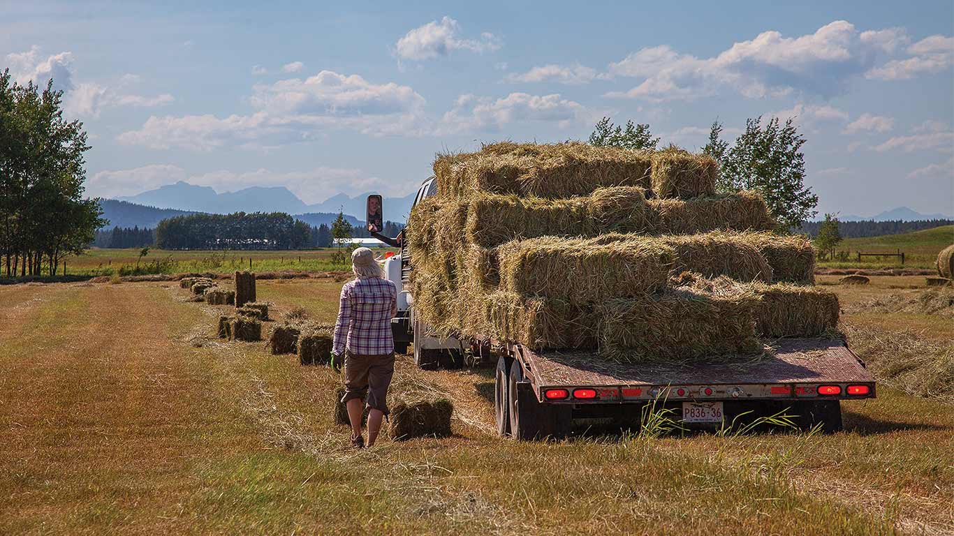 Person loading hay bales onto a flatbed truck in a sunny field with trees and mountains.