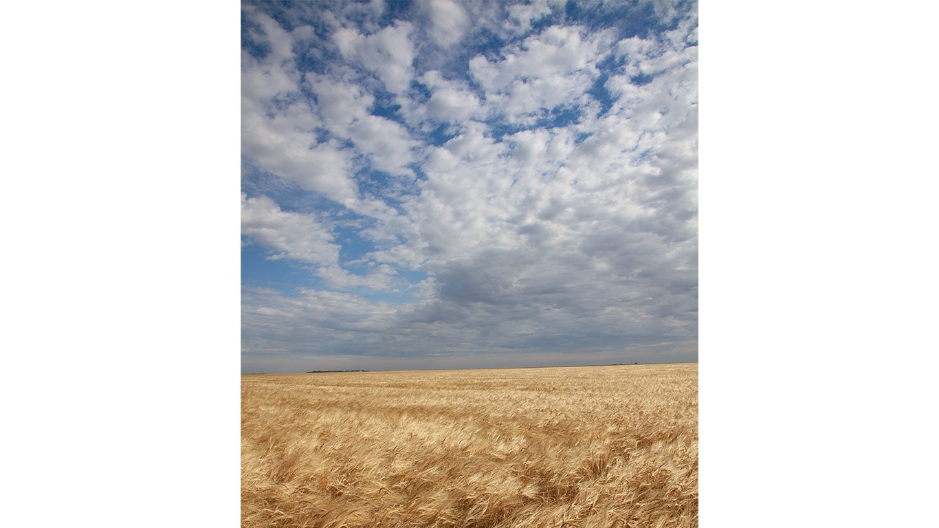 Golden wheat field under a partly cloudy blue sky stretching toward the horizon.