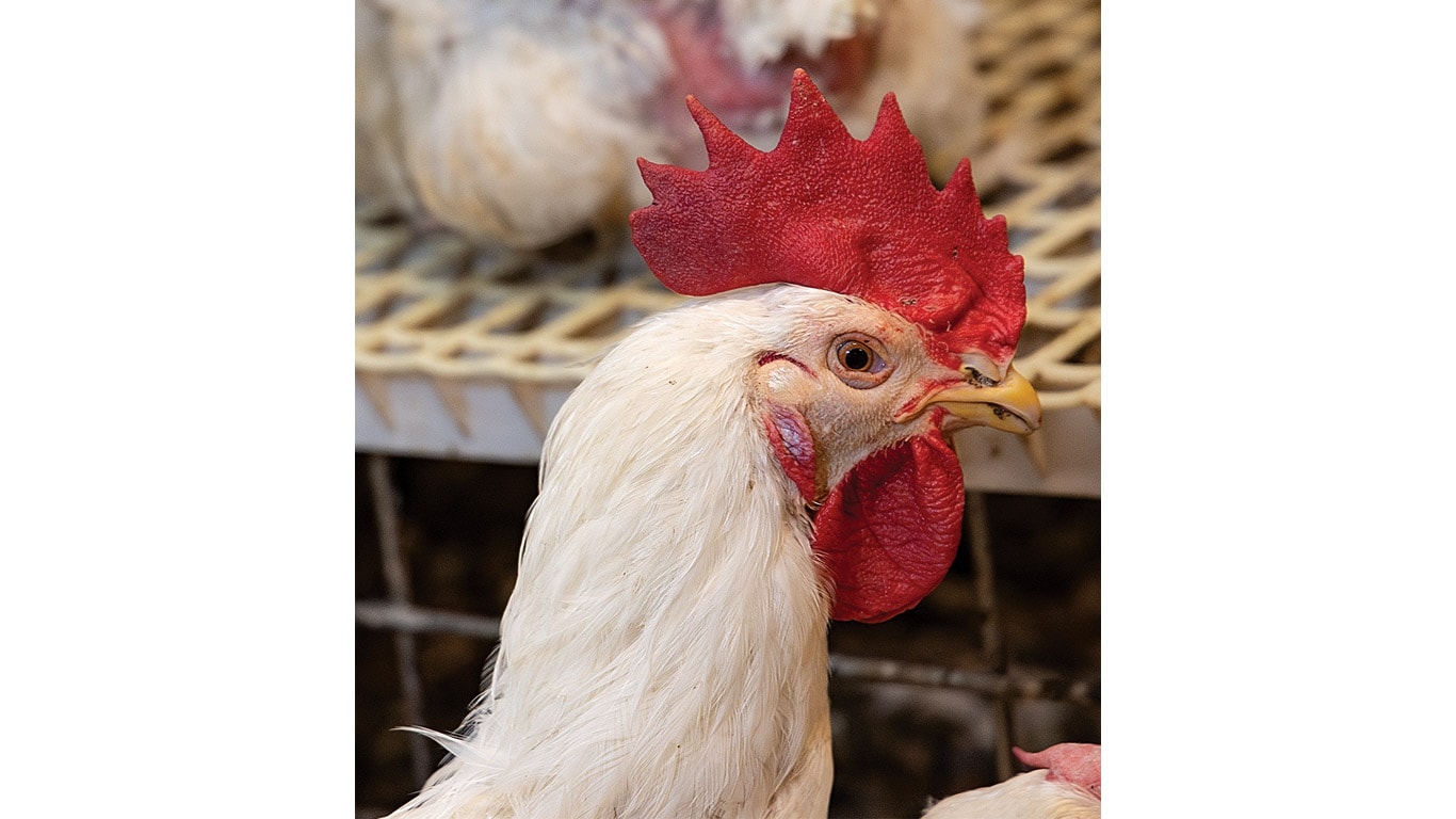 Close-up of a white chicken head with a red comb and beak in sharp focus.