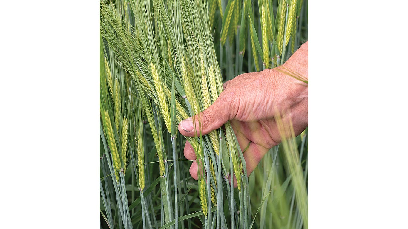 A close up view of a worker's hand holding barley in the field.