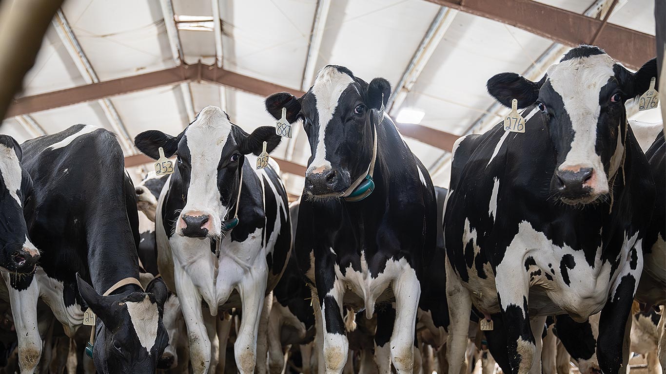 Front-facing view of a milking parlor with cows lined up in stalls.