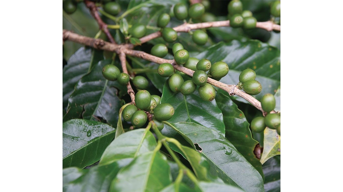 Cluster of unripe green coffee cherries on branches with broad green leaves.