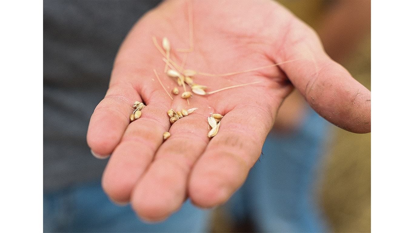 Open hand holding several small grains and husks against a blurred background.