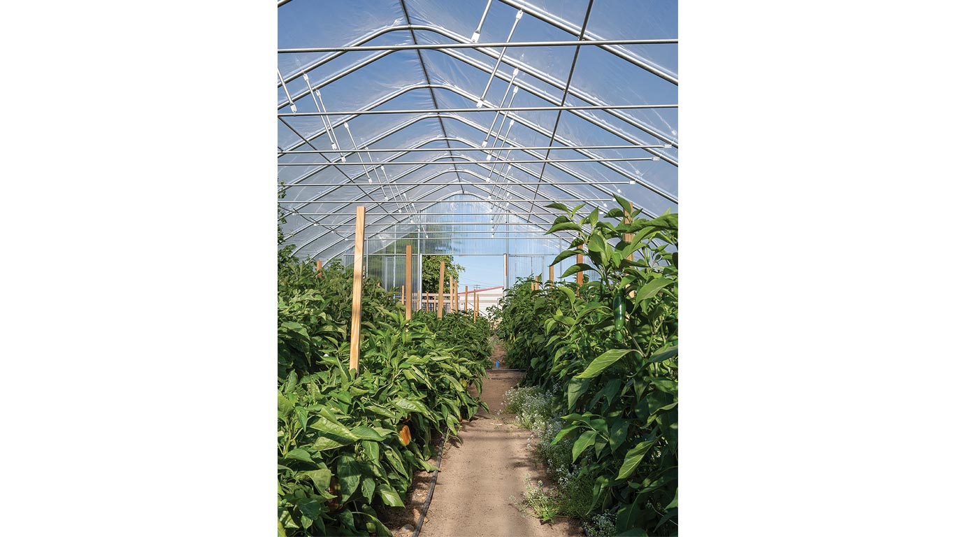 Interior of a greenhouse with rows of tall green plants and a clear arched roof structure.