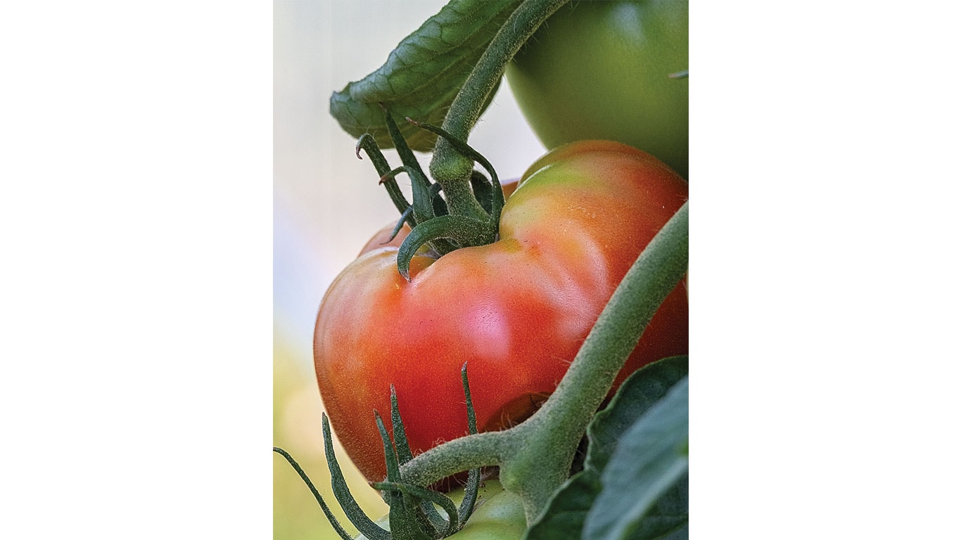 Close-up of a ripe red tomato on the vine surrounded by green leaves and stems.