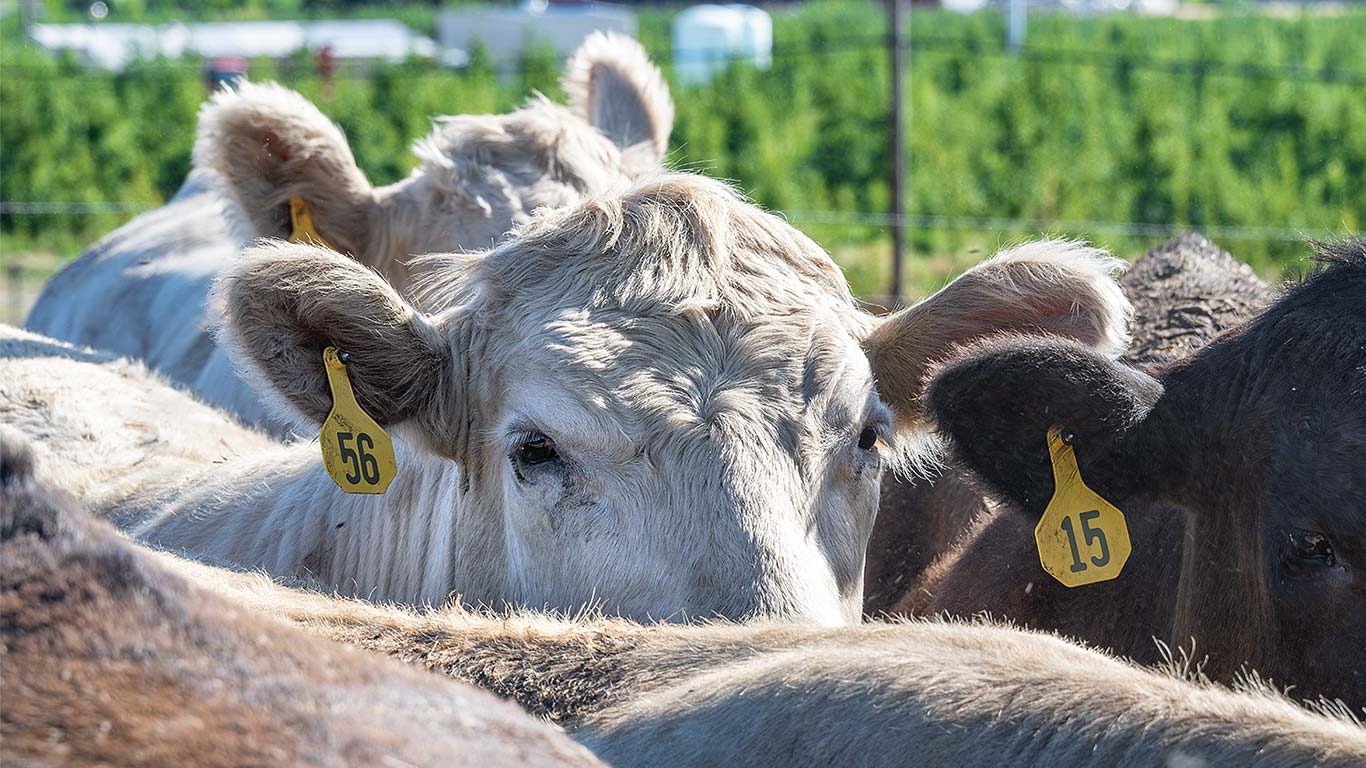 Close-up of cattle with numbered yellow ear tags in a fenced pasture.