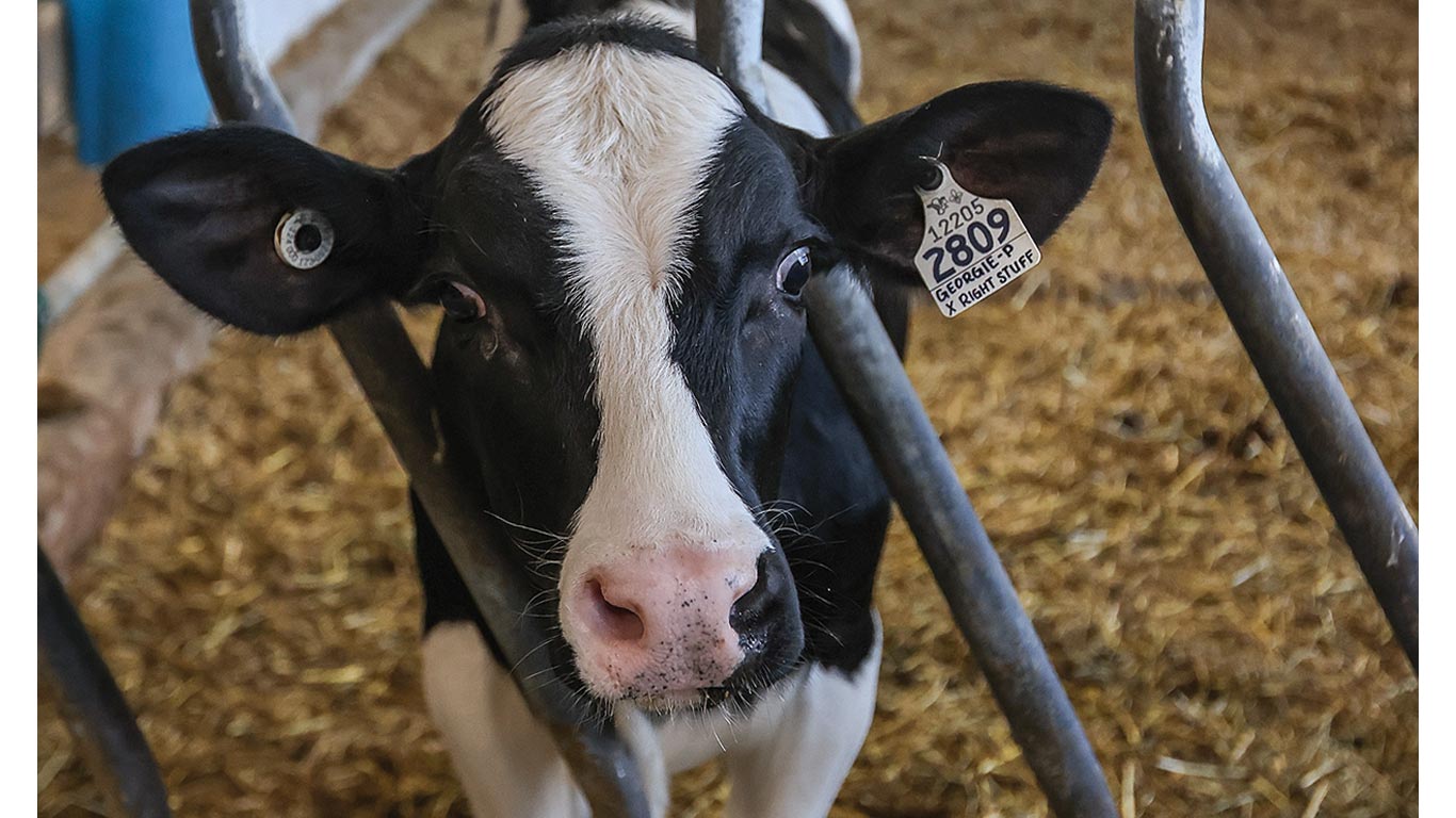 Black-and-white calf with ear tags standing behind metal bars on straw bedding.