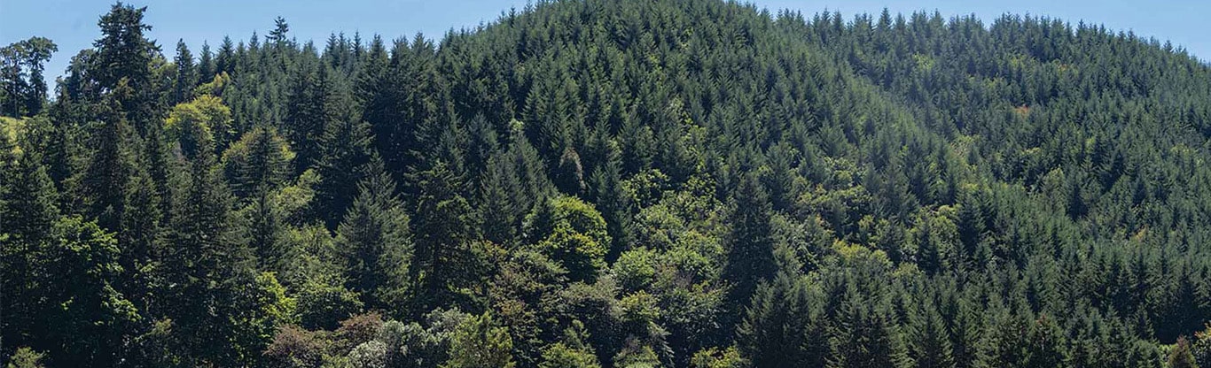 Champ herbeux avec une clôture en fil blanc au premier plan et deux abris en bois devant.