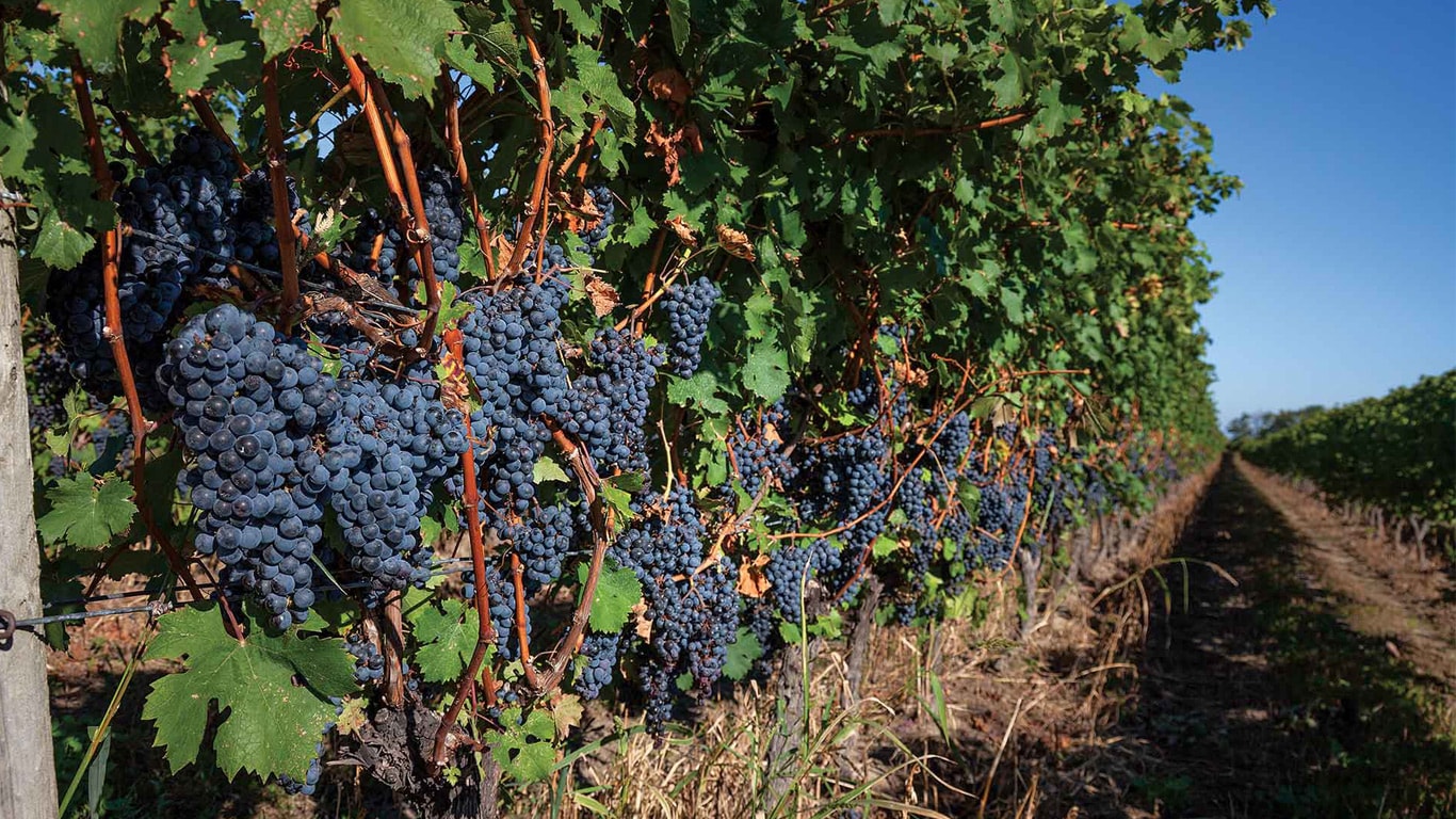 Rangs de vignes charg&eacute;es de raisins noirs poussant dans un vignoble sous un ciel bleu d&eacute;gag&eacute;.