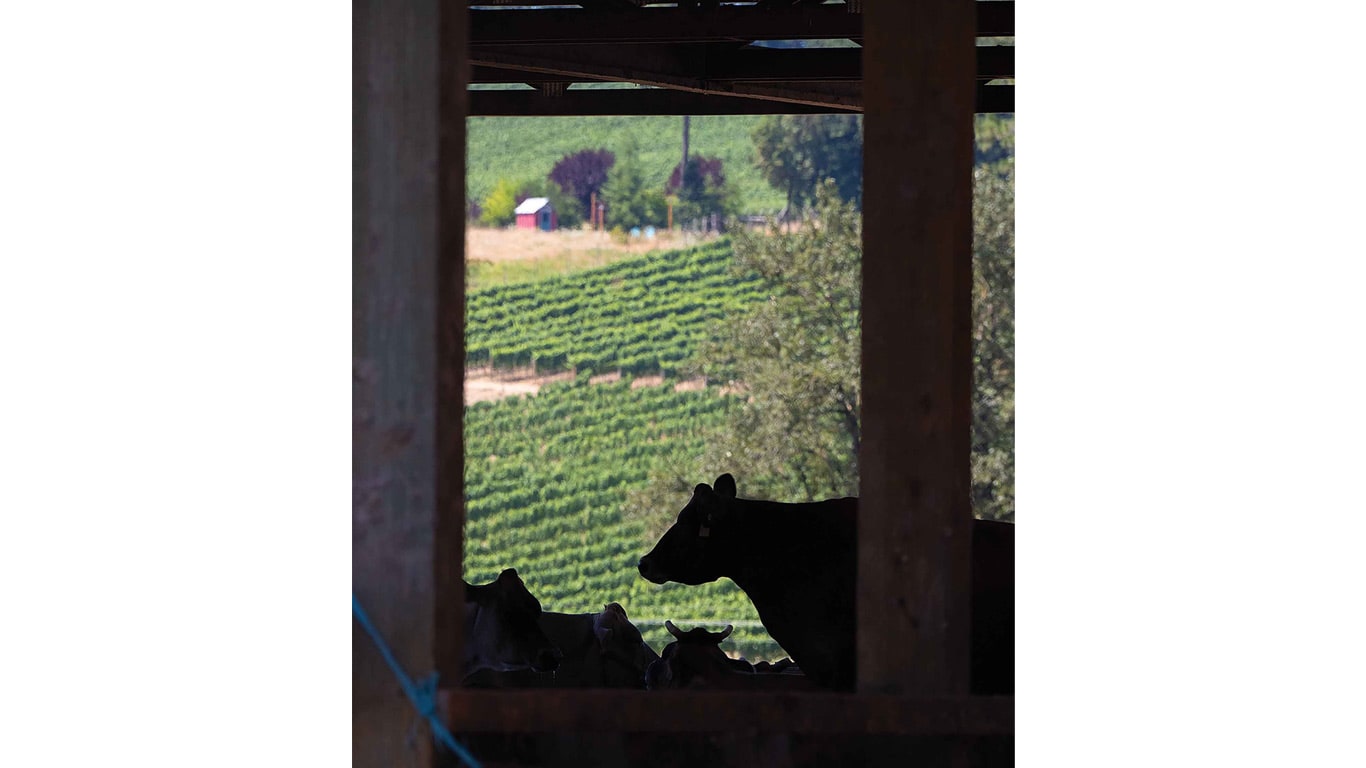 Silhouette of cattle inside a structure overlooking a green hillside.