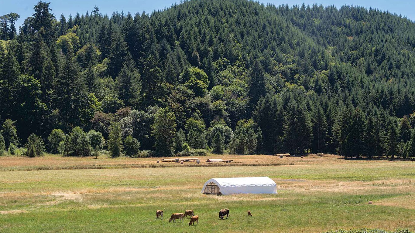 Cattle grazing in an open field with forested hills in the background.