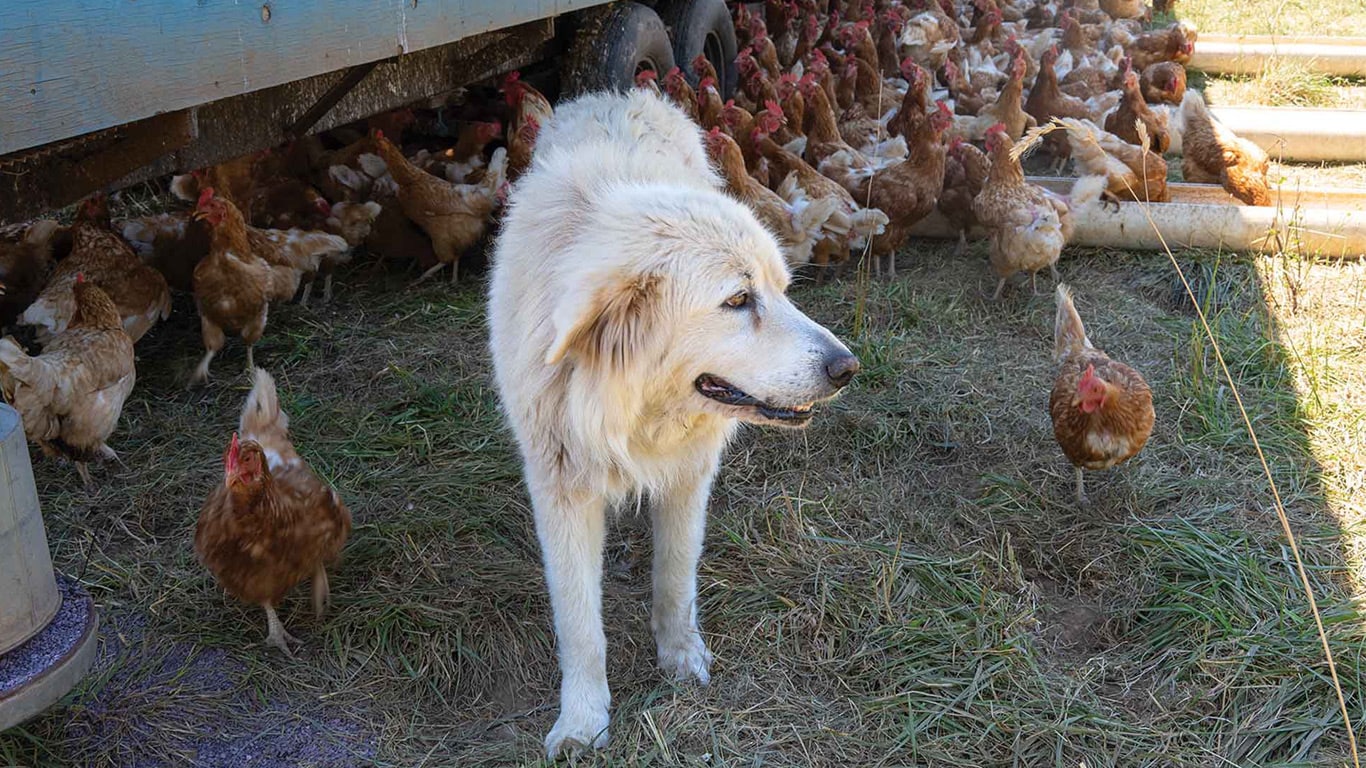 Livestock guardian dog standing among chickens near a coop.