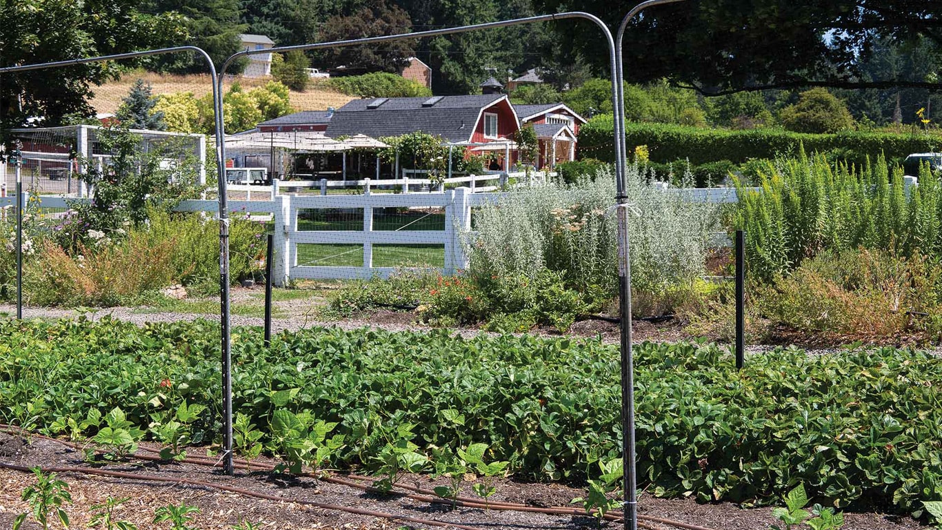 Garden beds with plants and a red barn-like building in the background.