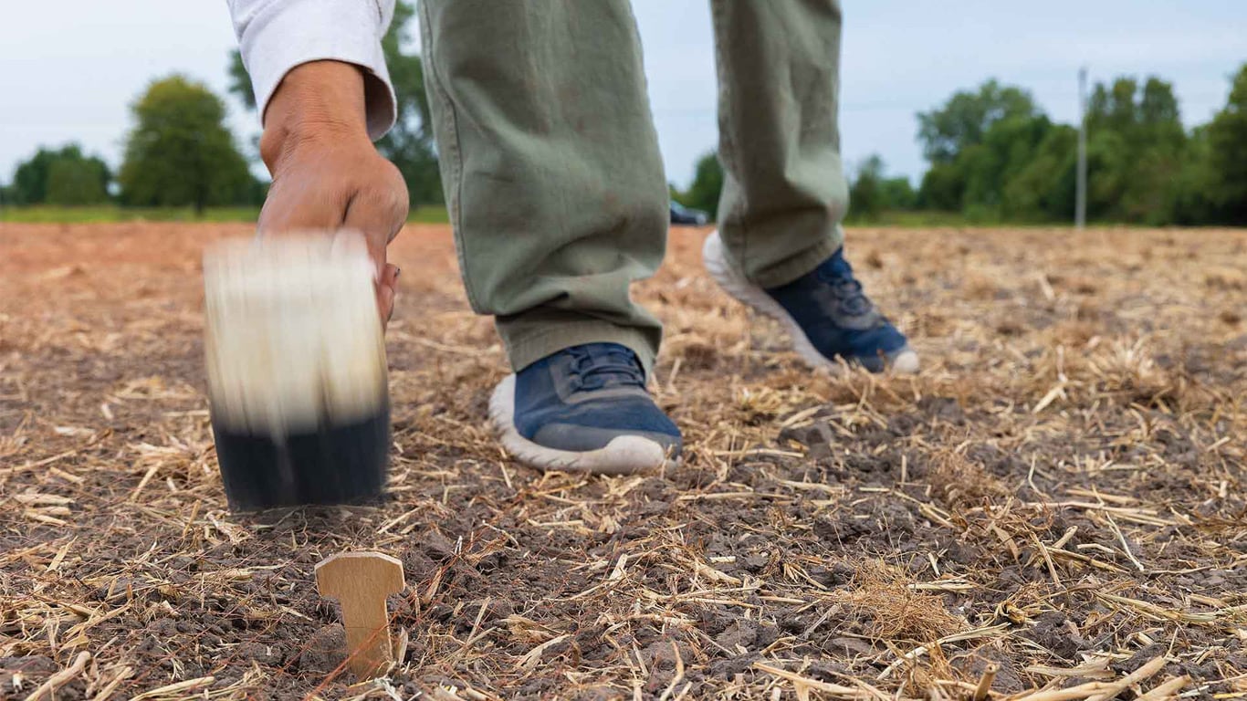 Close-up of a hand hammering a wooden stake into dry soil.