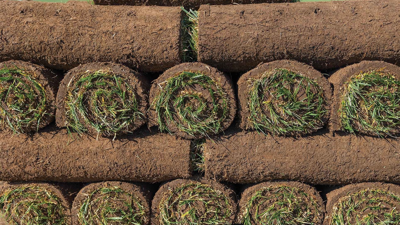 Rolled sod stacked in rows.