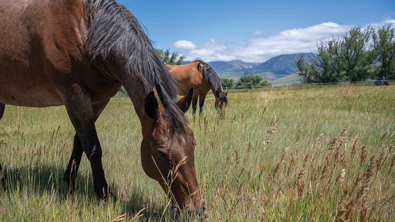 Two horses grazing in a grassy field with mountains in the distance.