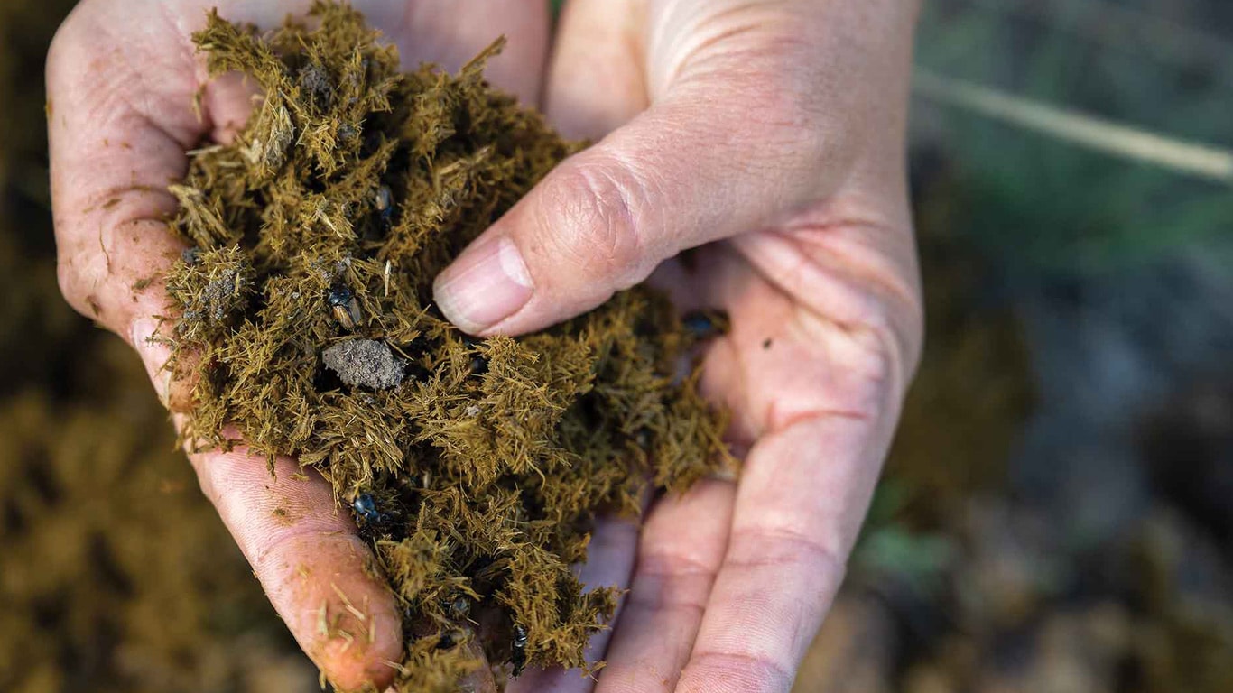 Close-up of hands holding a handful of loose, fibrous soil material.