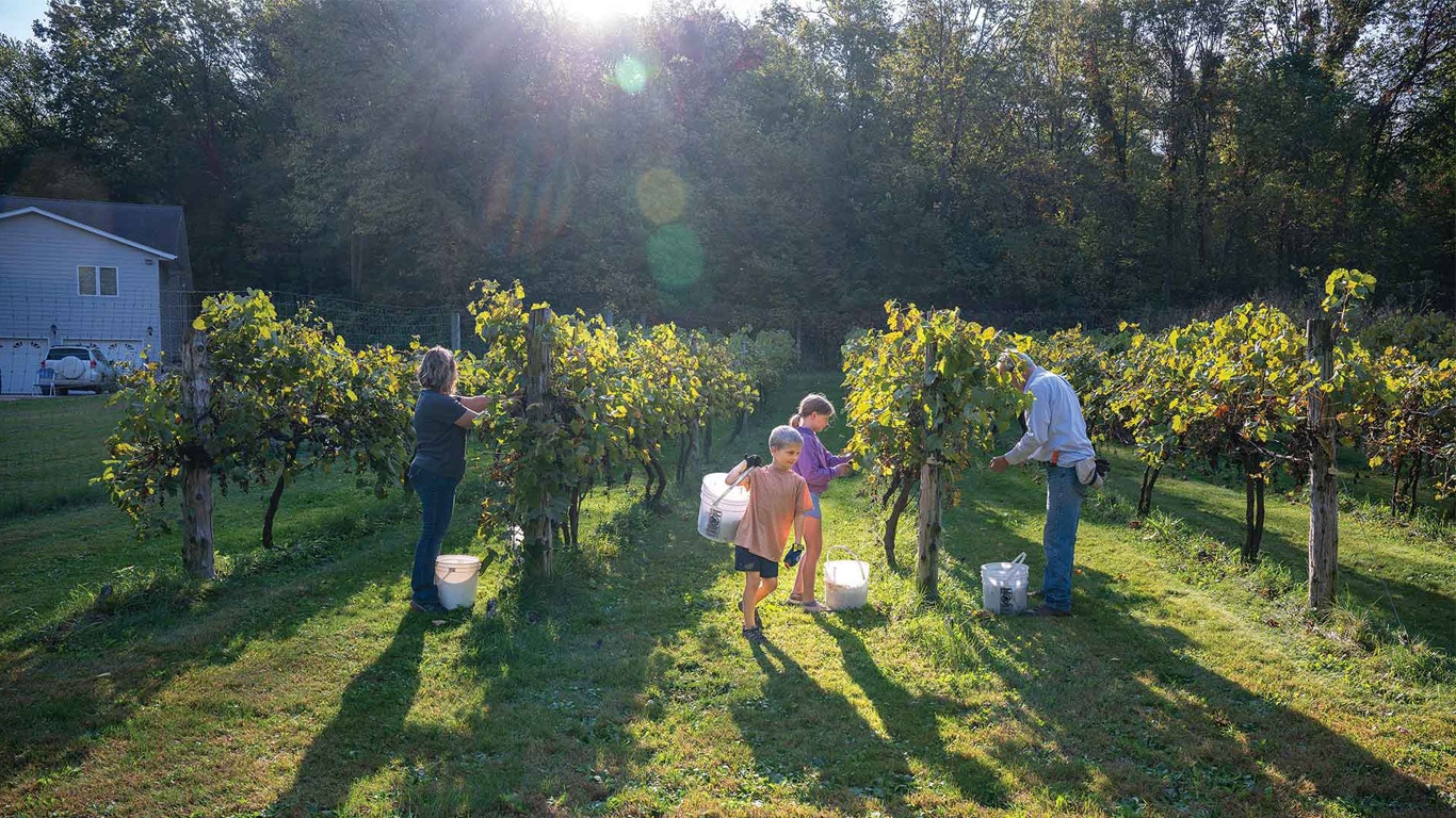 A group of people harvesting grapes in a sunny vineyard with trees and a house in the background.